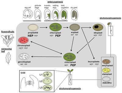 Frontiers | Regulatory Shifts in Plastid Transcription Play a Key Role